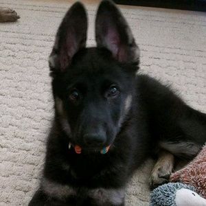 Meet your Posher, Brandi